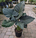 10" Alocasia Regal Shields